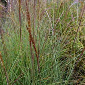 Miscanthus sinensis 'Graziella' ---